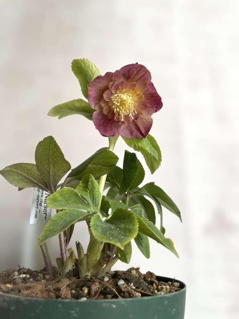 クリスマスローズ sd.蜃気楼hyb - メルカリ