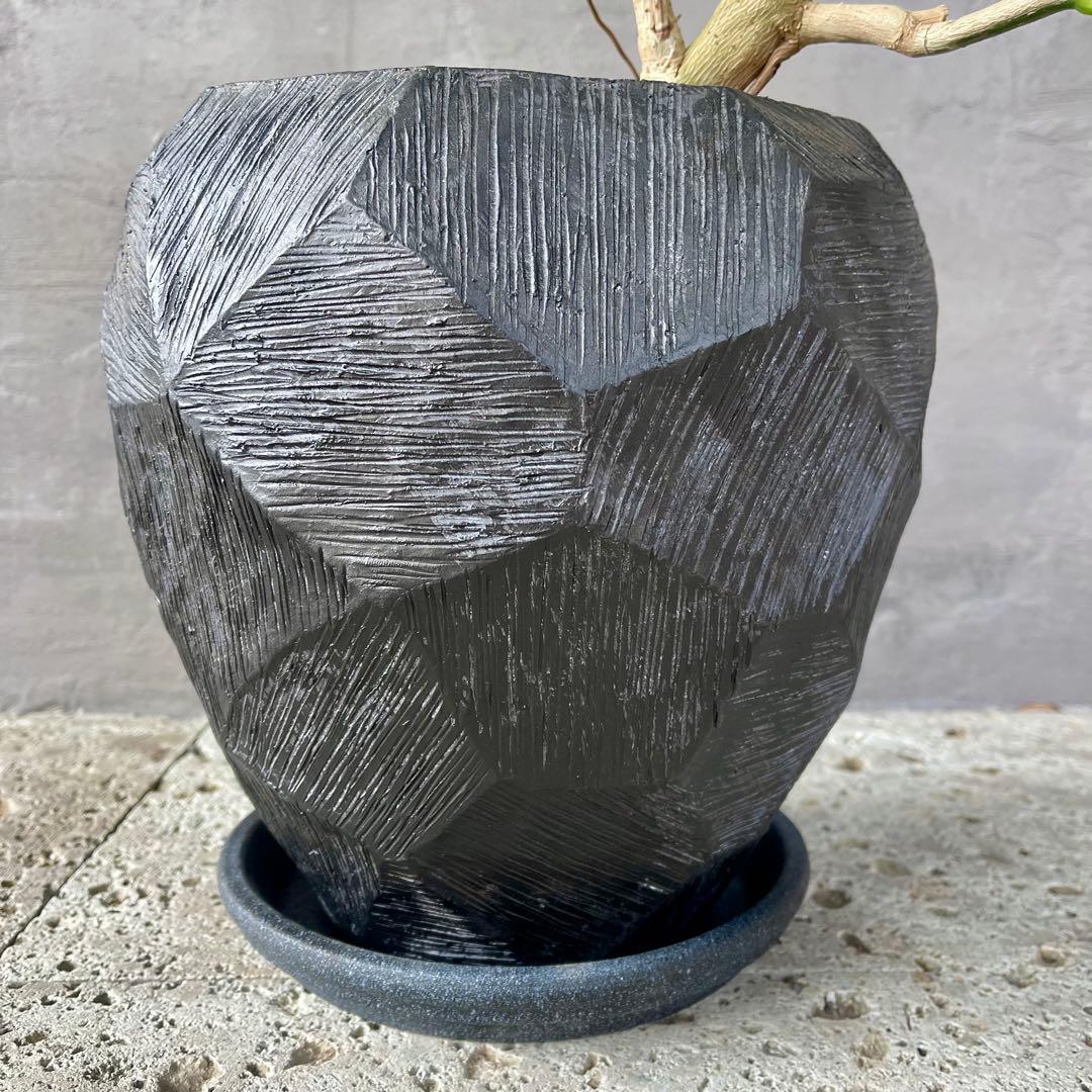 大型 シェフレラ アンガスティフォリア S字仕立て 陶器鉢 植え込み発送