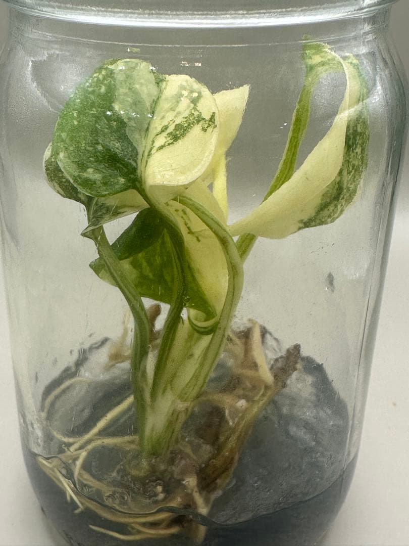 けんけん様専用 MonsteraLegacy モンステラ レガシー 斑入り