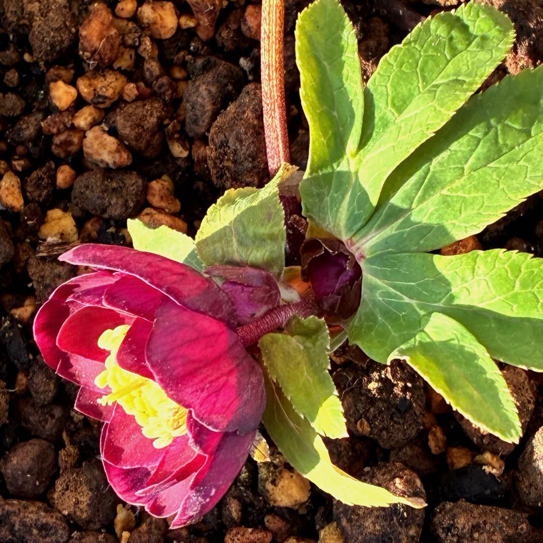 う*ん様 3427☘️花付き☘️⭐️コロコロ小輪⭐️紅赤オーレア⭐️コンパクト⭐