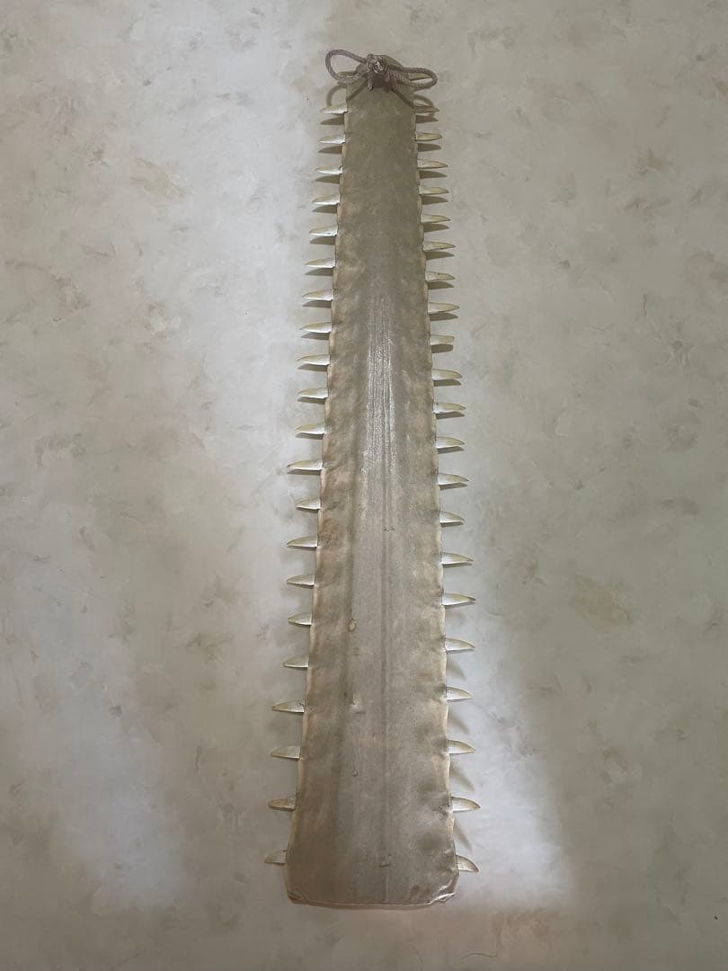 ノコギリエイ　歯　吻