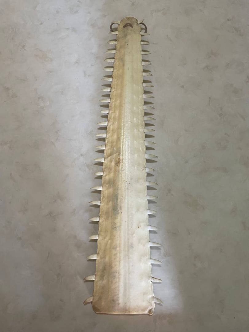 ノコギリエイ　歯　吻