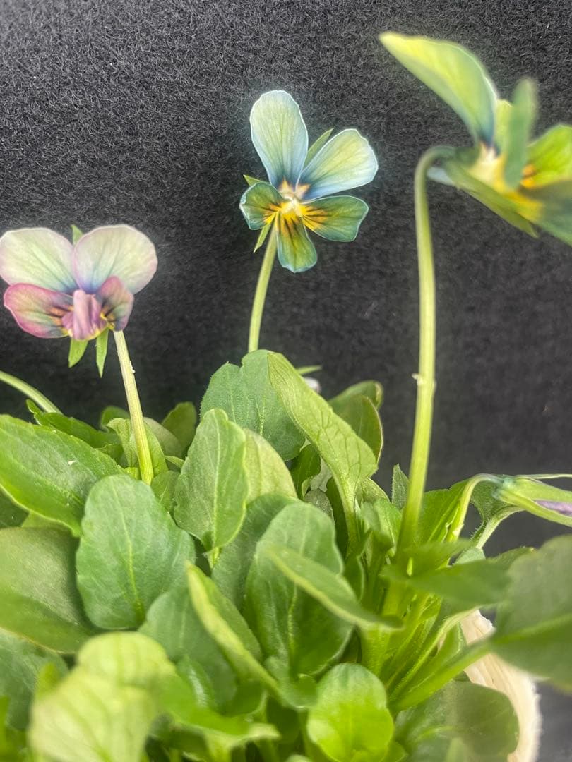希少♡大人気♡すみれ図鑑ビオラ - メルカリ