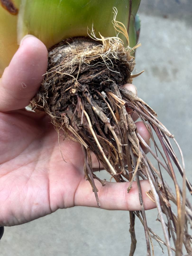 アガベ パリーハイブリッド 検索 吉祥天 リップルエフェクト オリザバ