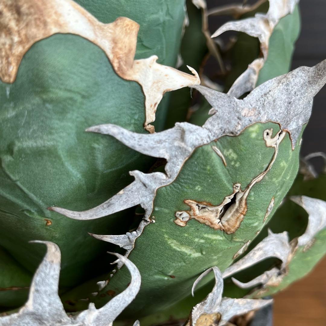 アガベ オアハカ現地株 大株 オテロイ