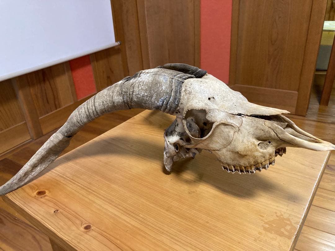 さ*く様 雄山羊のスカルオブジェ 壁飾り 壁掛け オブジェ インテリア スカル ヤギ 山羊 レトロ