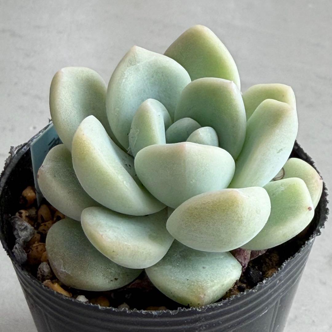 no. 676 雲の花 おらいさん ミックスベリア 札なし 抜き苗 多肉 - メルカリ