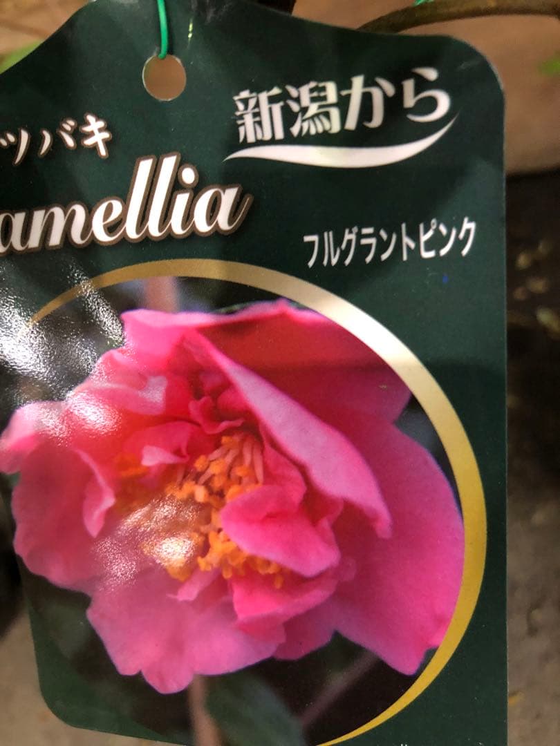 あおい様専用ページB「晩白柚＋原口早生」セット