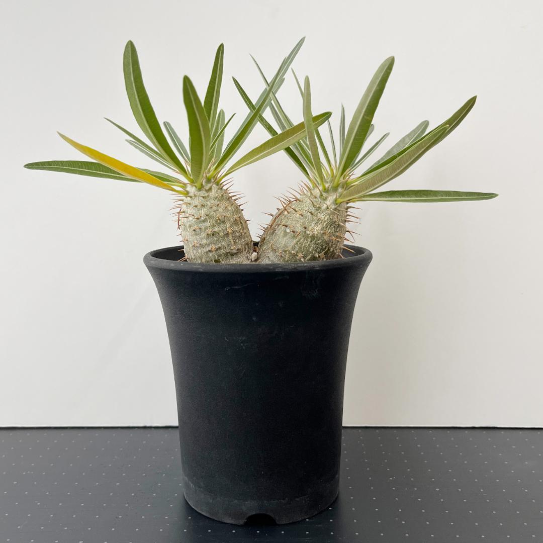 パキポディウム・グラキリス　実生株 2頭 実生2頭グラ ブーストかかったみたいにめちゃくちゃ太ってきた🪴 これ