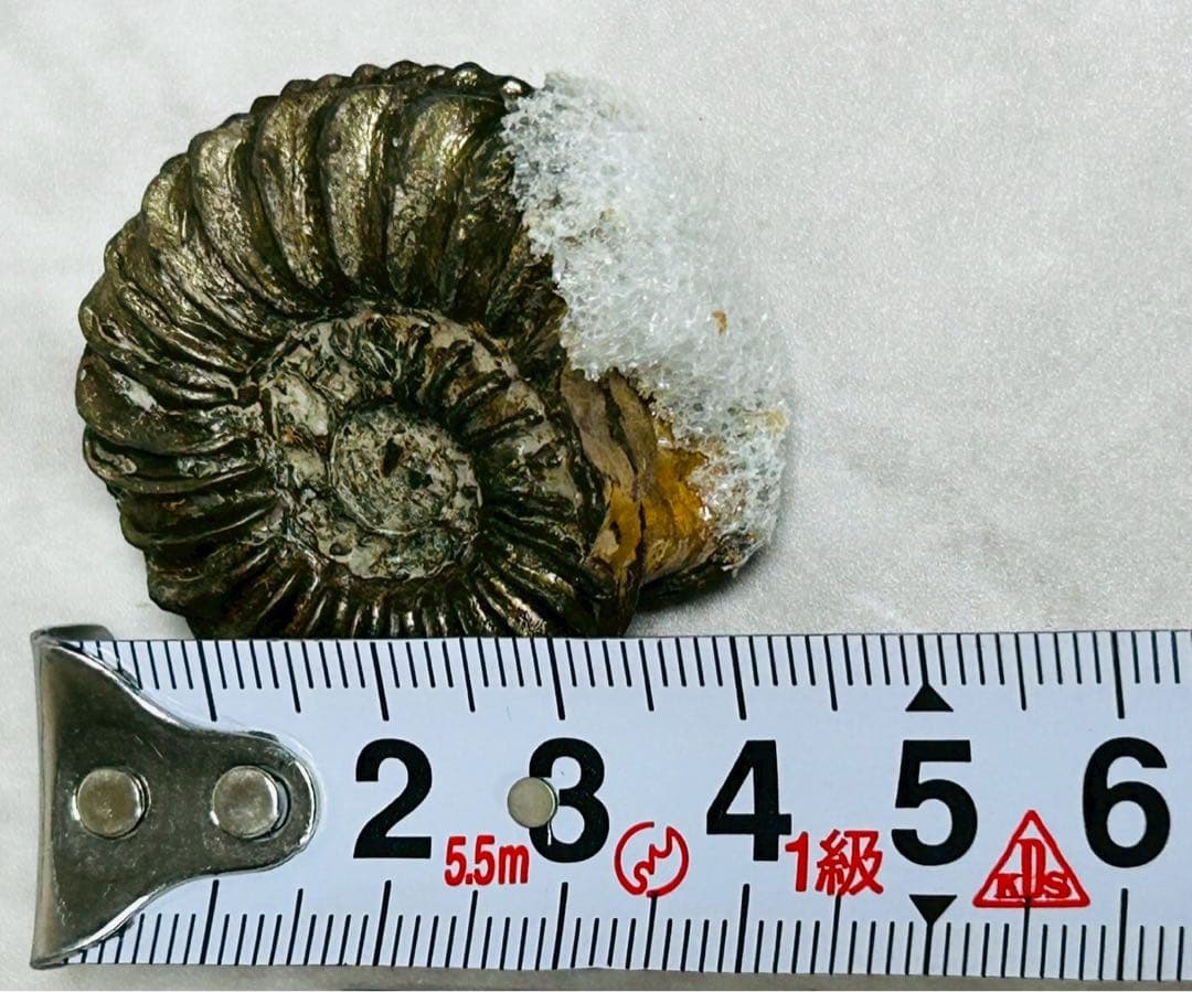 アンモン貝の化石 ドイツ ニュルンベルク ジュラ紀 【11101m】 - メルカリ