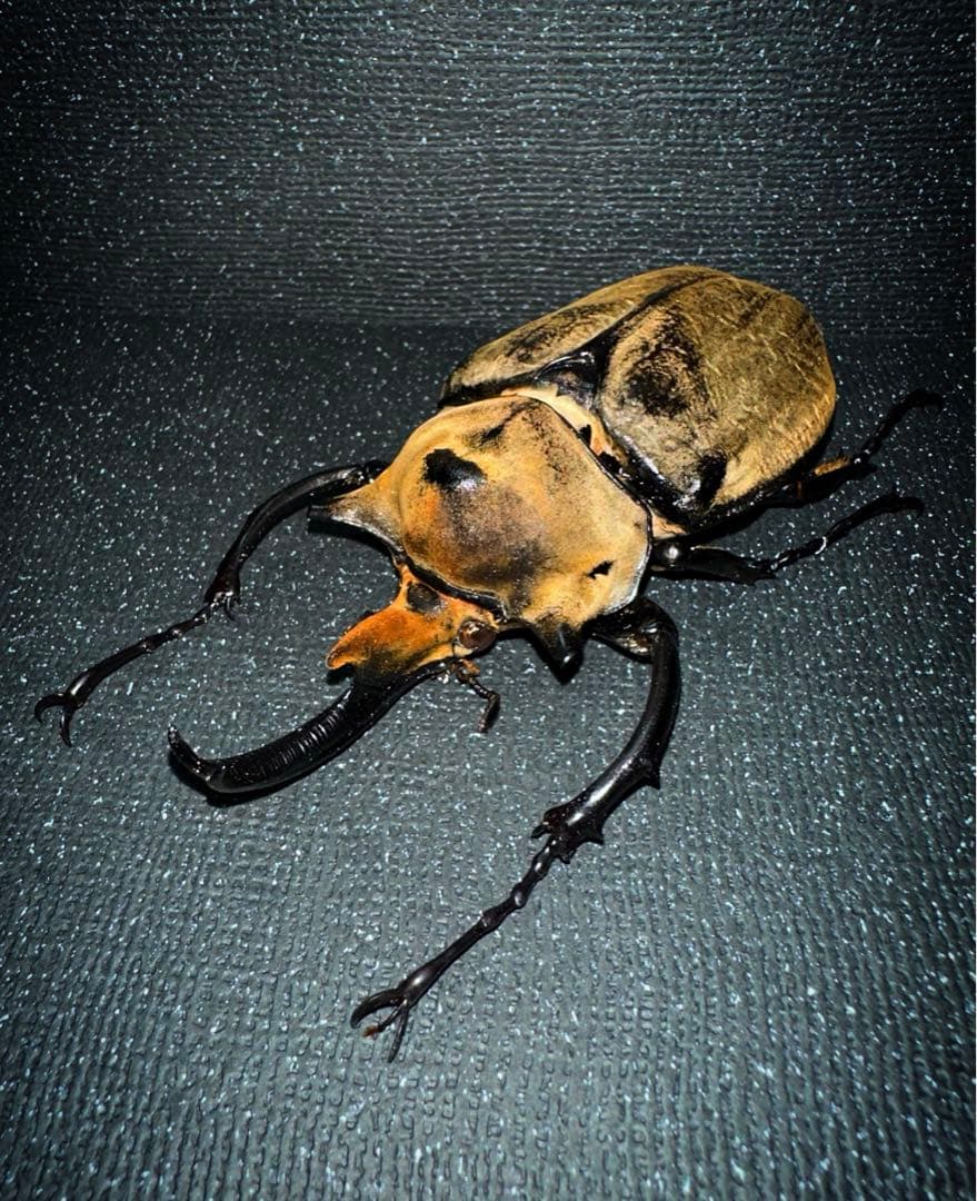 エレファスゾウカブト♂105mm 標本 - メルカリ