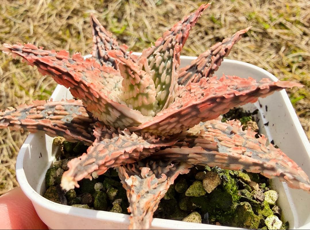 アロエ ハイブリッド 子株 - メルカリ