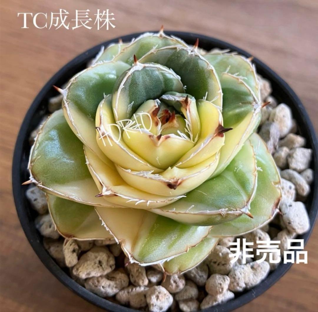 彪*丸様 【初売りオークション】74 アガベ 王妃笹の雪A型 ピンキー