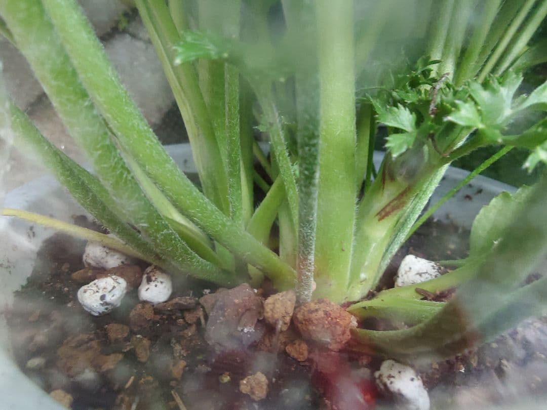 宿根草【廃盤決定！】 ラナンキュラス ポンポン『ハーマイオニー』5号