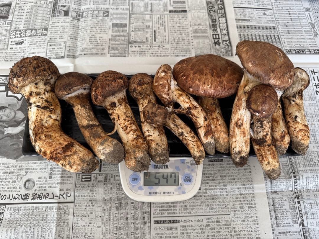 松茸　北海道　500g 訳あり　①　国産 松茸 北海道 500g 訳あり ② 国産 matsutake0831_01.jpg
