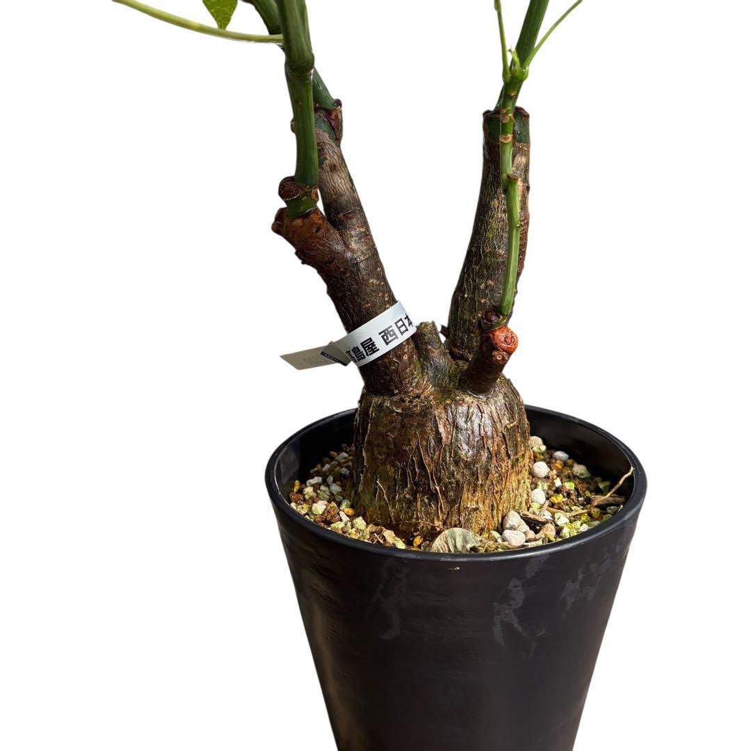 確認用NAO様専用 パキラ ミルキーウェイ 斑入り 4箇所接木 太幹 80cm