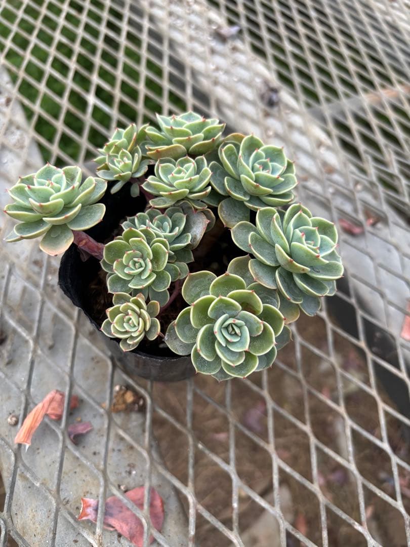 エケベリア七福神 多頭株⑪ - メルカリ