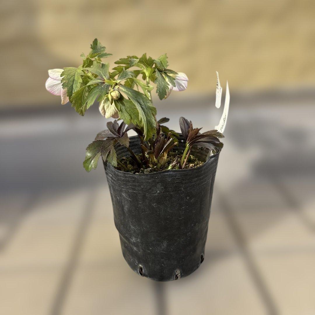 ポーセリンss 大木ナーサリー クリスマスローズ タグ付き 現品 開花株