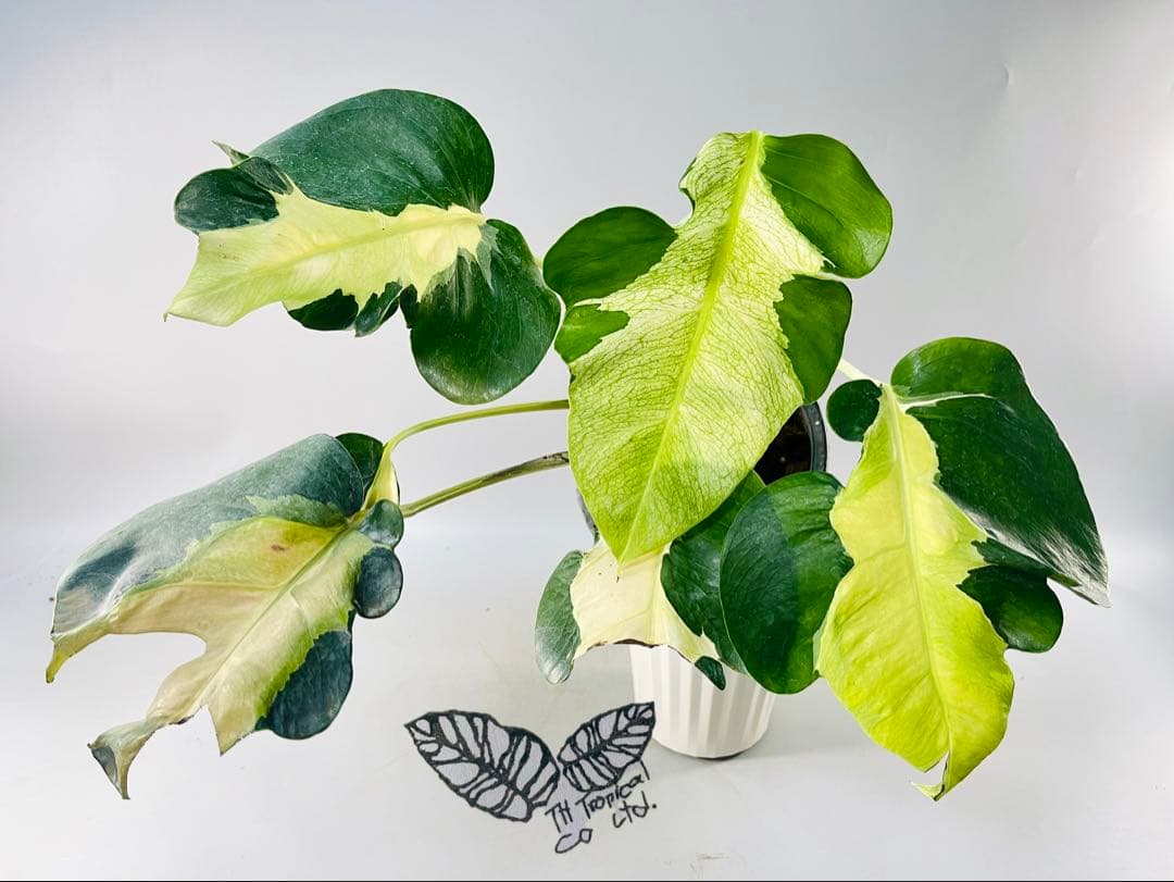 Monstera White Lava モンステラ ホワイトラヴァ 斑入り モンステラ・ホワイトゴースト・ラヴァ？ : r/RareHouseplants