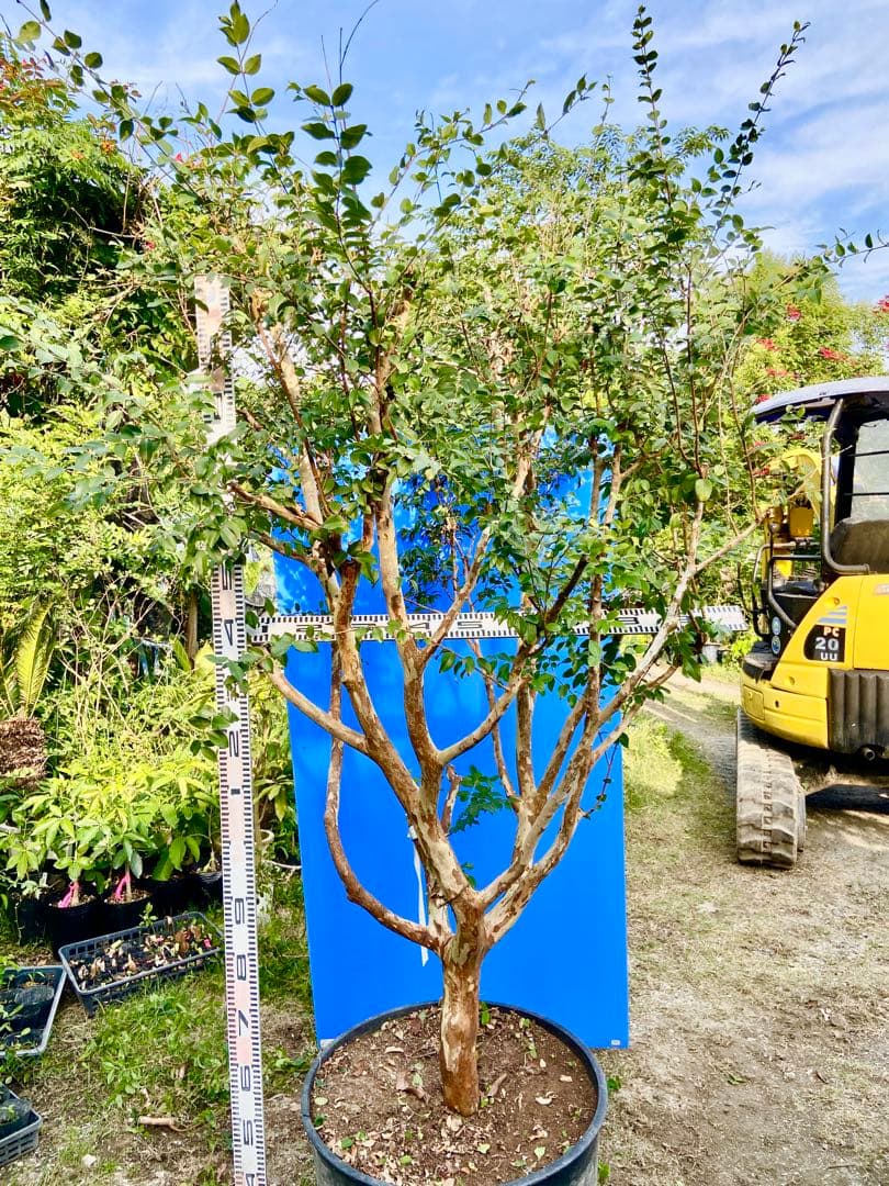 青木 禎斉様用 正月特価1万値下❗️耐寒ジャボチカバ 小葉ミウーダ大株