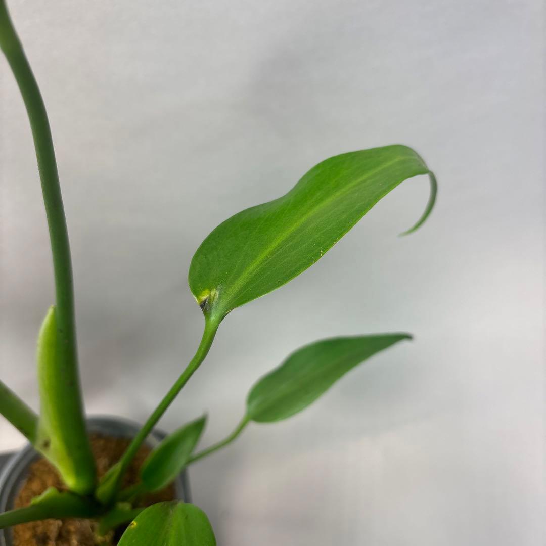 5株セットms45ちょっと傷あり モンステラ バールマルクスフレーム