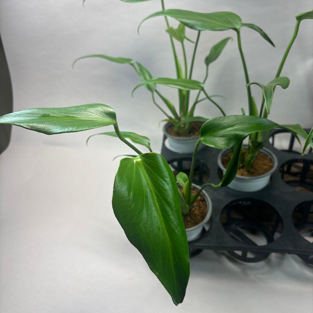 5株セットms45ちょっと傷あり モンステラ バールマルクスフレーム