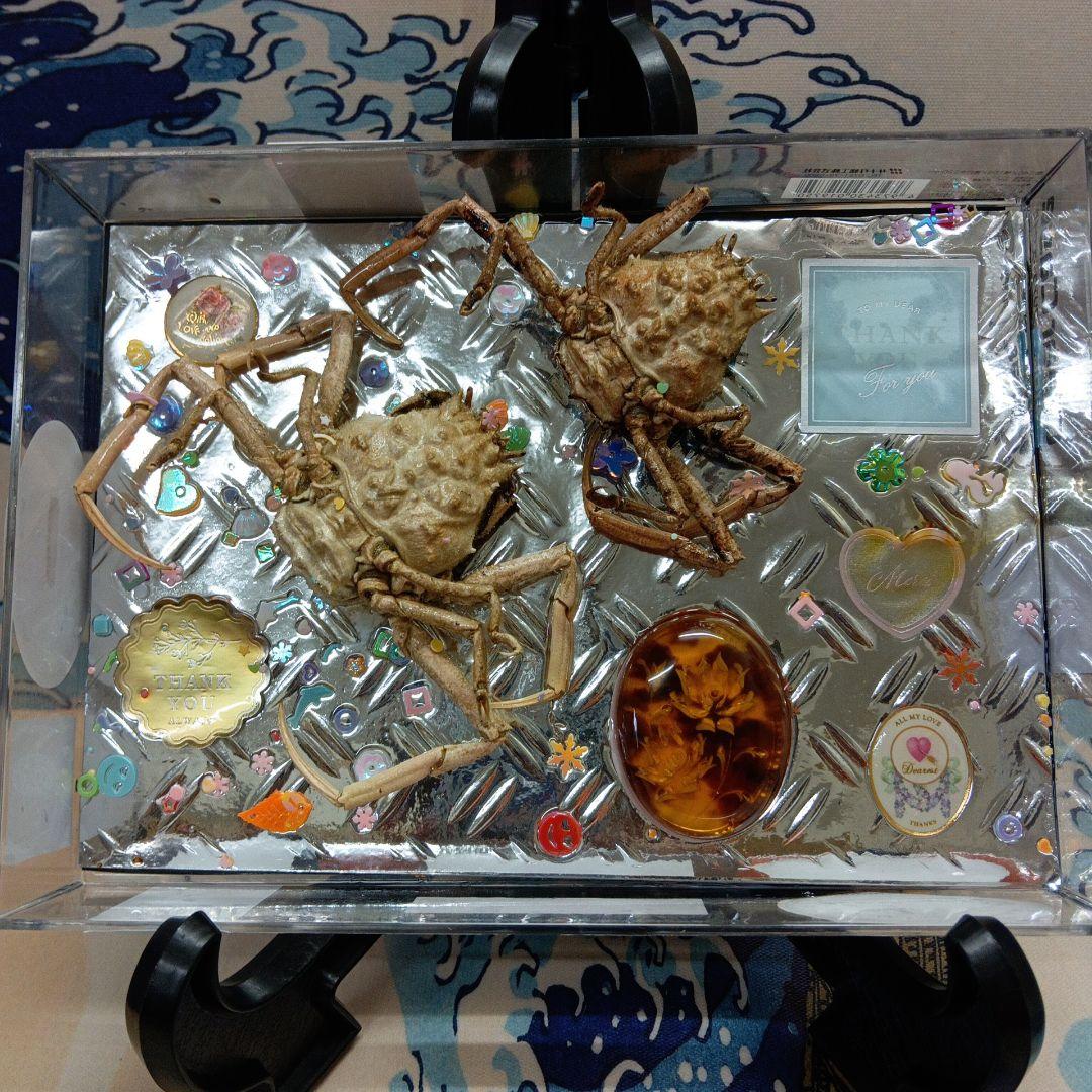 シボリアゲハ ♂標本☆北東インド産☆大型美麗個体☆この産地この状態