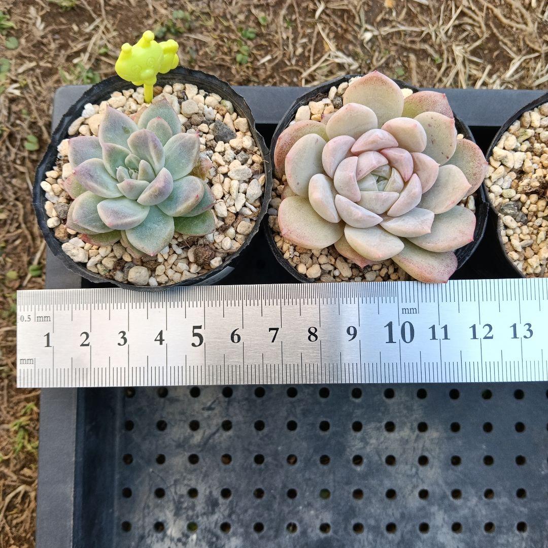 ⑤【ポットごと】10種セット☆多肉植物☆メルカリ便 - メルカリ