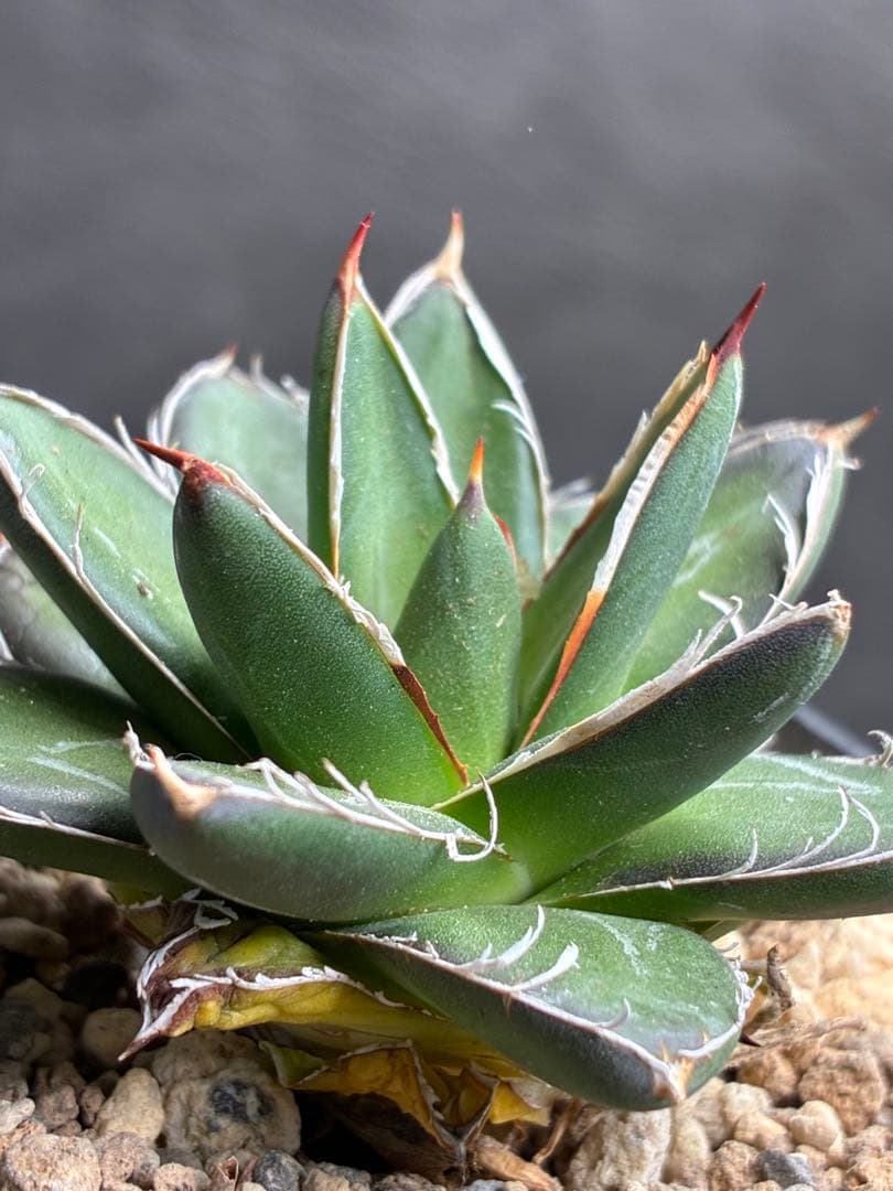 アガベ ピンキー 王妃笹の雪B型 極白 超希有 極上美品 - メルカリ