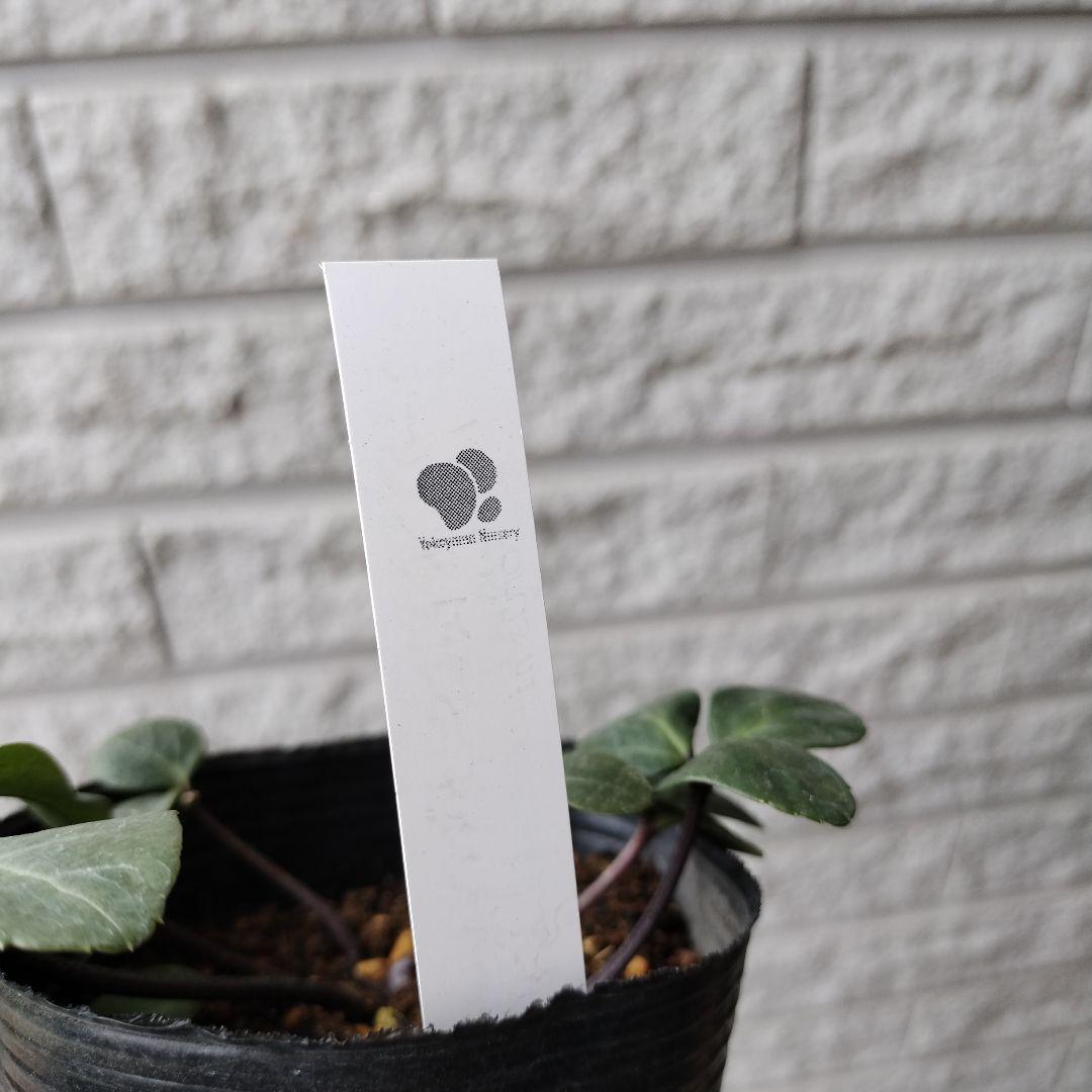 クリスマスローズ ピンクニゲル 八重 ダブル 苗 鉢 バラ - メルカリ