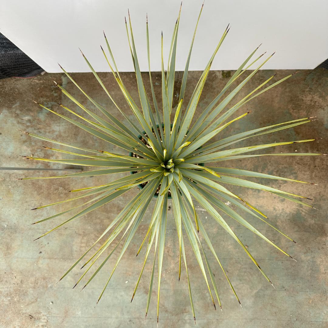 ユッカ ロストラータ【21-408】シルバーブルー - メルカリ