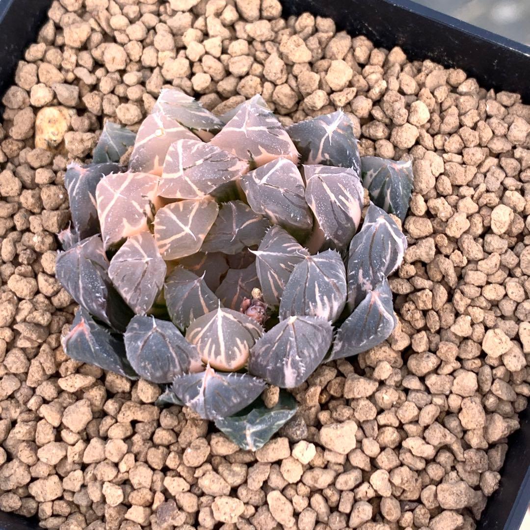 多肉植物 ハオルチア 赤斑オブツーサ錦 赤い鳥 - メルカリ