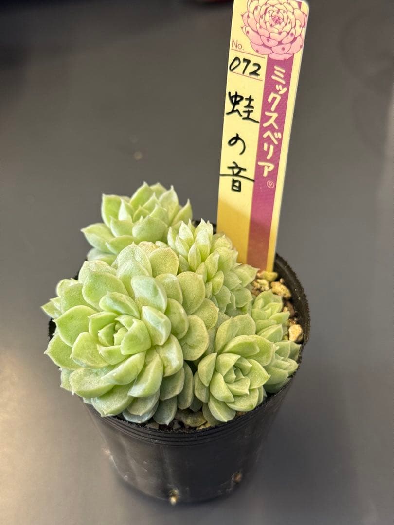 ミックスベリア 札付き おらいさん苗 蛙の音 - メルカリ