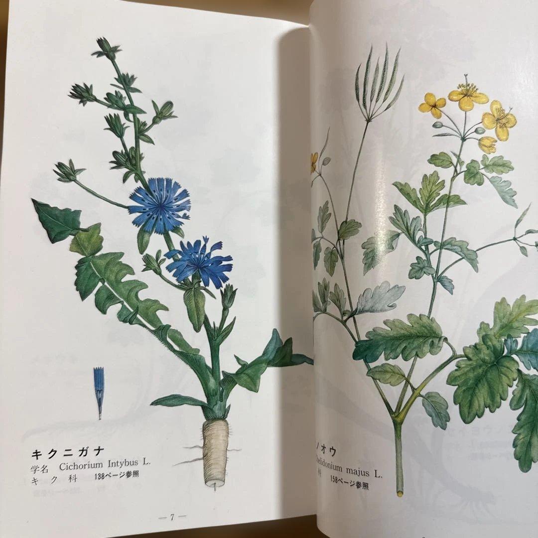 メッセゲ氏の薬草療法 ハーブ 薬草 自然療法 本 自然の友社 モーリス