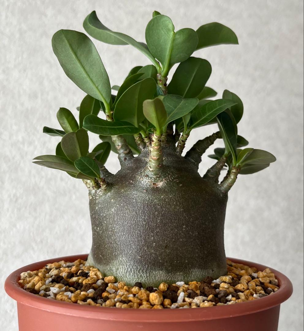 ブラックスキン/ドワーフ 】アデニウム アラビカム ムーパー A-4