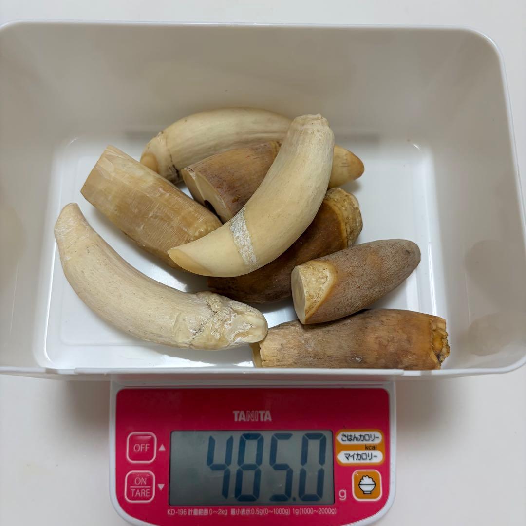 希少】マッコウクジラ 歯 485g 8本 まとめ売り - メルカリ