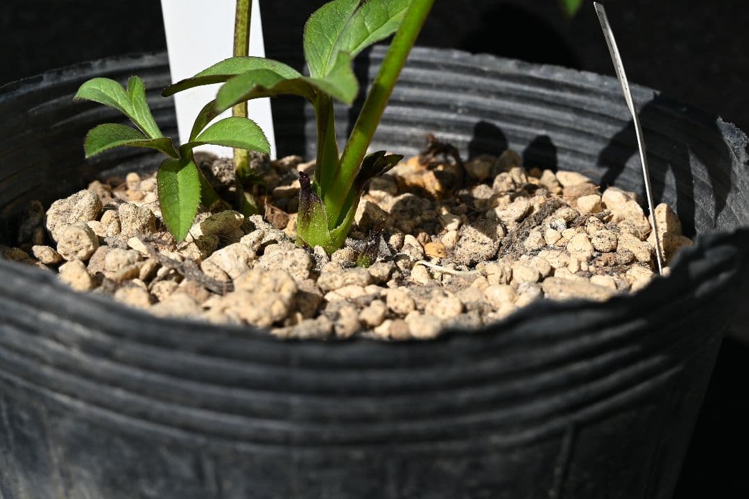 クリスマスローズ 訳あり！認定美黒姫 加藤農園 - メルカリ