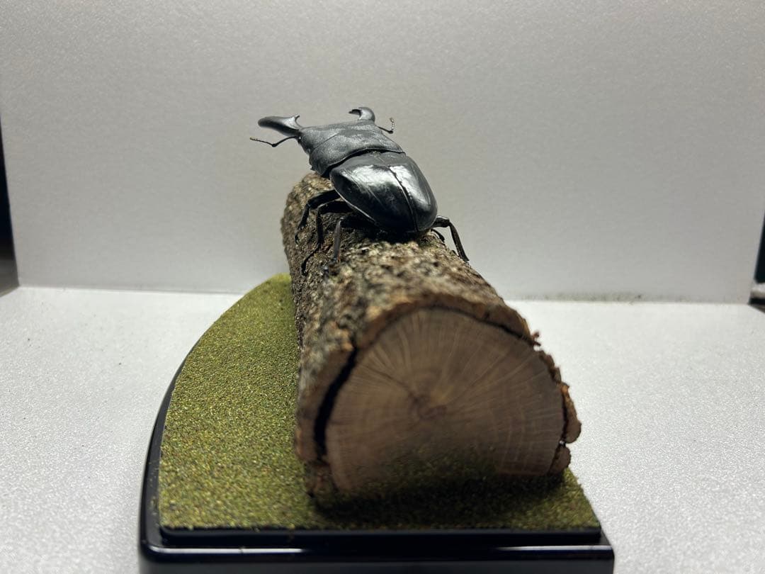 タ*カ様 LIVE標本　パラワンオオヒラタ　109.2mm 超特大