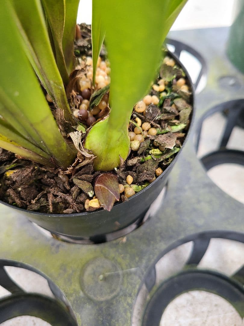 ミスマフェット。花芽3個。5鉢セット。蜜蜂誘引蘭。日本蜜蜂 - メルカリ