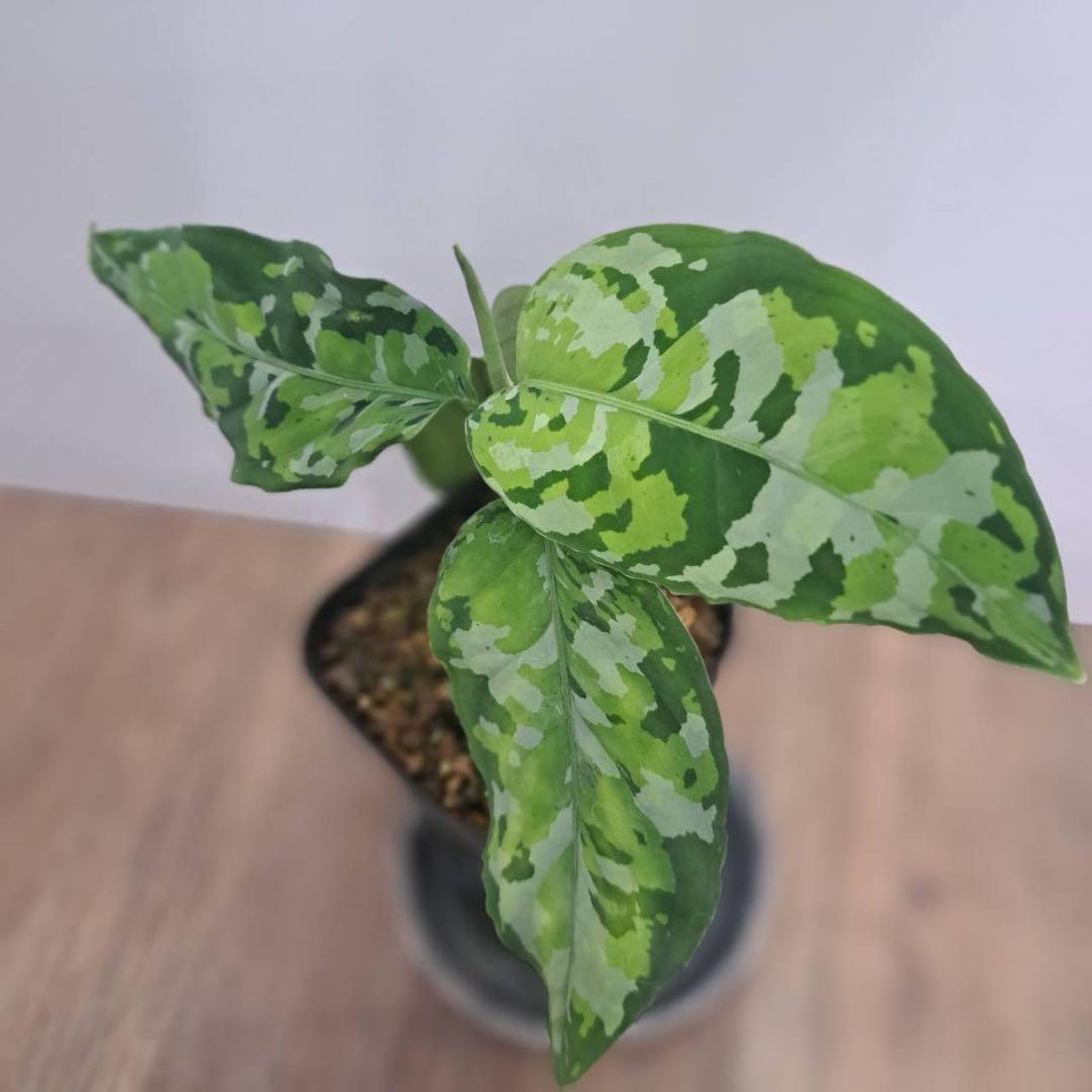 アグラオネマ ピクタム アンダマン トリカラー - メルカリ