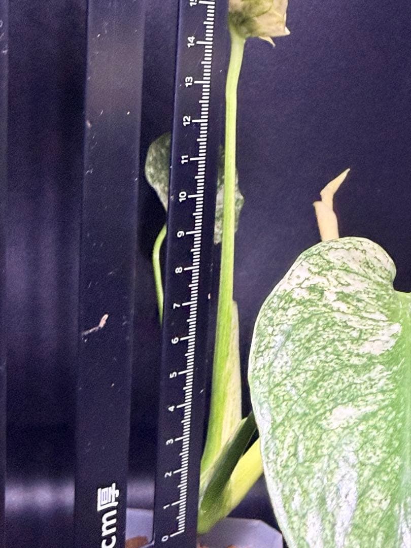 ホワイトモンスター天津蘭 モンステラ斑入り 速達付 - メルカリ