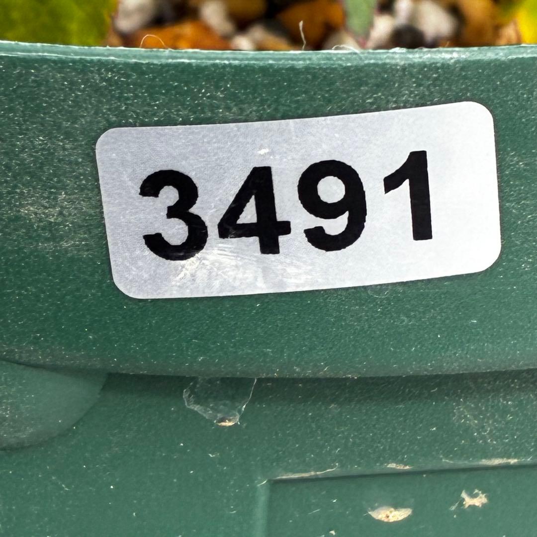 も*読様 3491☘️蕾花、タグ付き☘️金SD⭐️オーレア⭐️小輪⭐️金/紅ツー