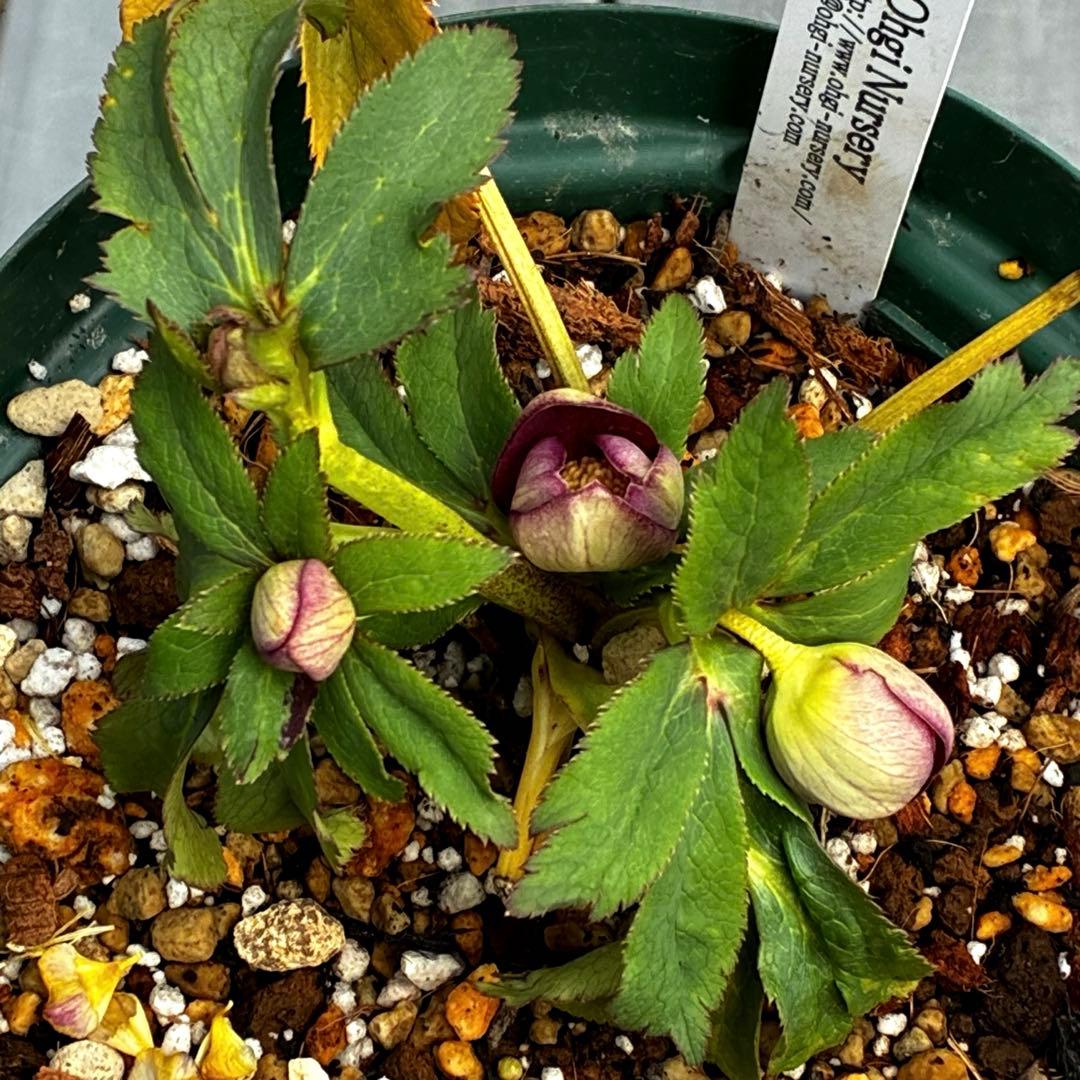 も*読様 3491☘️蕾花、タグ付き☘️金SD⭐️オーレア⭐️小輪⭐️金/紅ツー