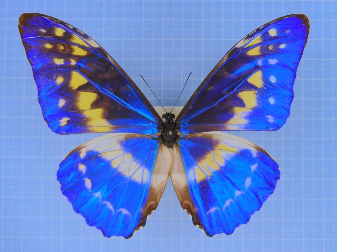 キプリスモルフォ1　　107mm 楽天市場】キプリスモルフォ 標本の通販