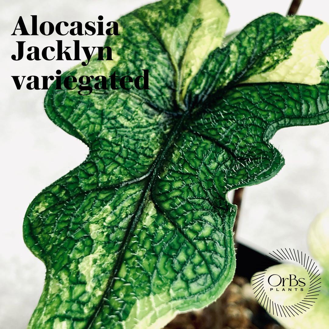 アロカシア ジャックリン斑入り バリエガータ ※鉢のまま発送 - メルカリ