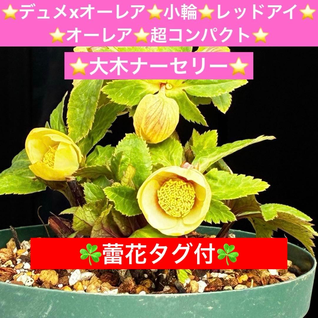 ま*か様 588☘️蕾花タグ付☘️デュメxオーレア⭐️小輪⭐️レッドアイ⭐️オー tomorrow