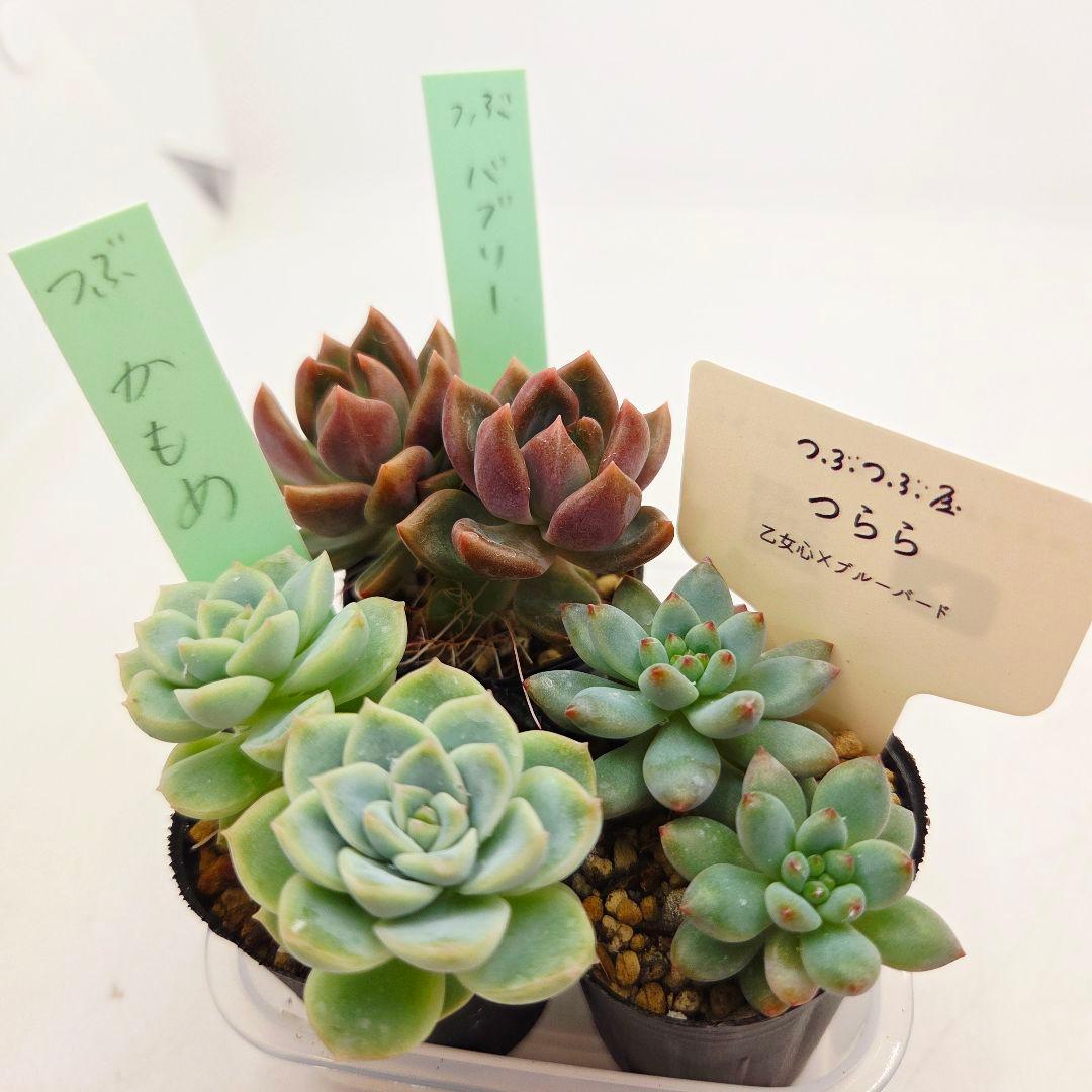 ⑯つらら❣️かもめ❣️バブリー❣️発根済!つぶつぶ屋さん ネコポス