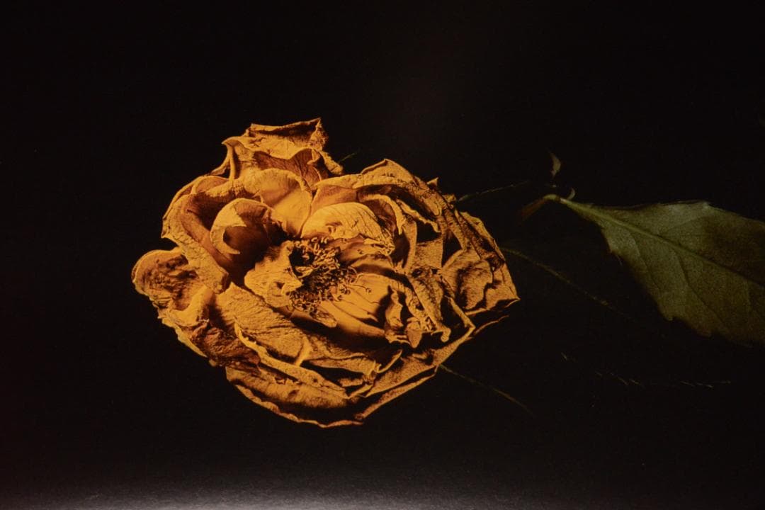 VISIONAIRE 40：DAVID SIMS ROSES　★★値下げしました