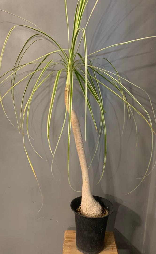 多肉植物 淡雪錦.抜き苗4株..法師錦1株