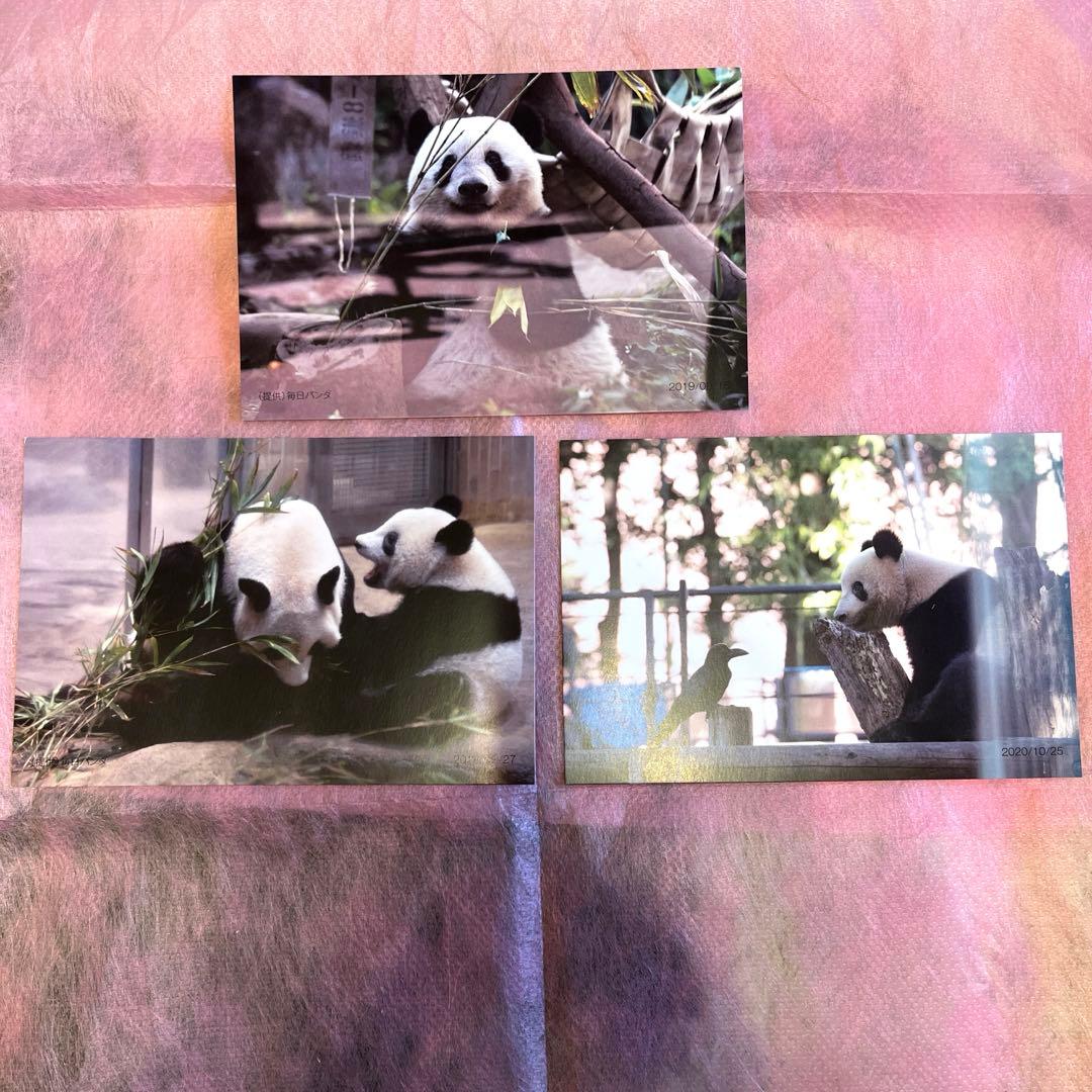 レア⭐︎非売品⭐︎上野動物園・パンダ・シャオシャオ・レイレイ